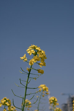 油菜花