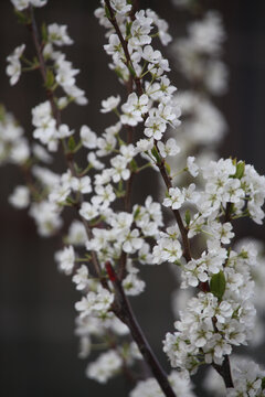 樱桃花