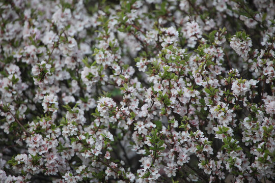 樱桃花