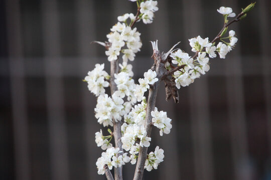 樱桃花