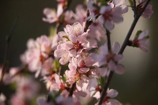 粉色桃花