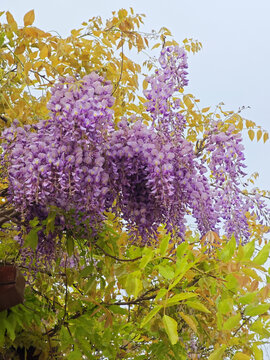 紫藤花开