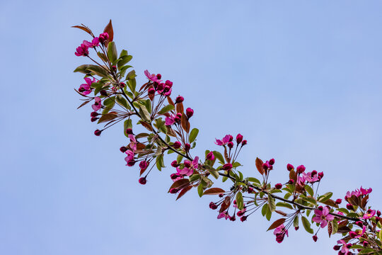 垂丝海棠花