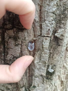 手指旁树干上的神秘物体