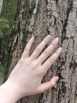 手与树皮的亲密接触