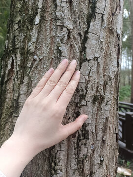 手抚粗糙树皮的瞬间