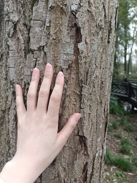 手抚粗糙树干的自然瞬间