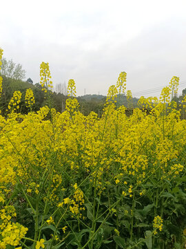 灿烂盛开的金黄油菜花田