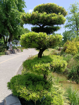 路边造型别致的景观绿植