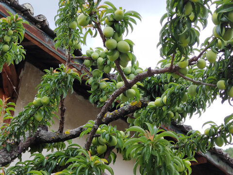 硕果累累满树的李子李果