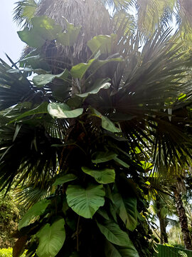 热带植物园