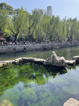 河畔垂柳碧水风景如画
