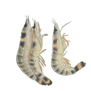 老虎虾