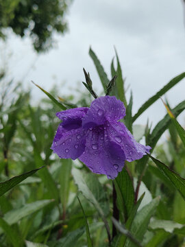 带雨珠的紫色娇艳蓝花草