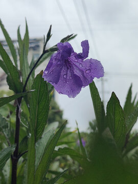 带雨珠蓝花草绽绿叶间