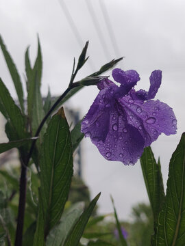 带雨珠的蓝花草