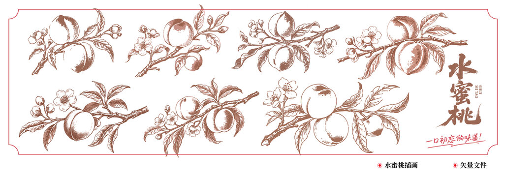 水蜜桃插画素材