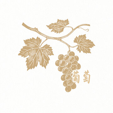 葡萄手绘