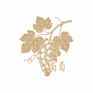 葡萄线稿