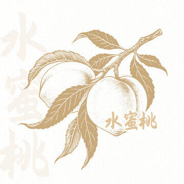 水蜜桃手绘线稿