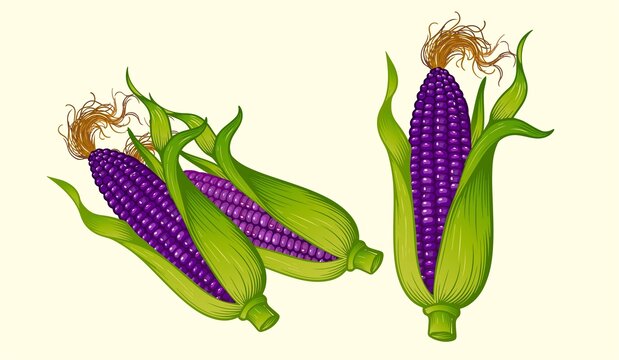 黑玉米插画素材