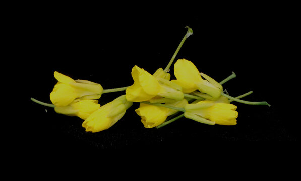 油菜花