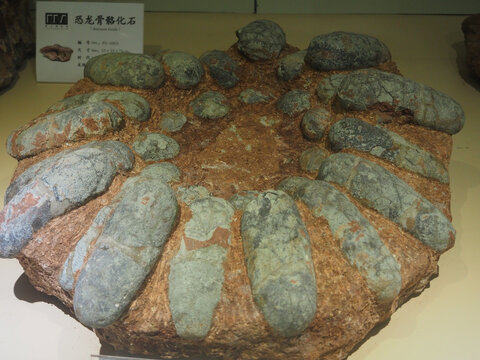 恐龙蛋化石