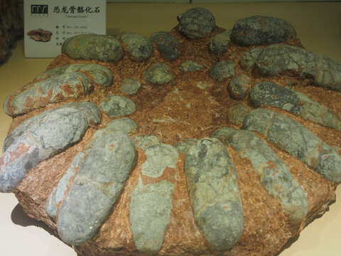 恐龙蛋化石