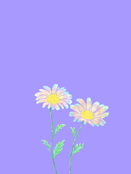 阳光下的彩色小雏菊