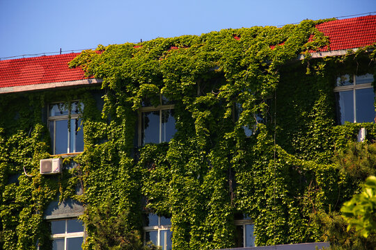 爬满绿植的红顶建筑