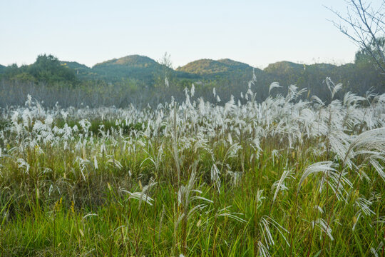 大片荻草自然风景