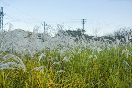 荻草风景