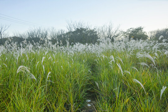 荻草
