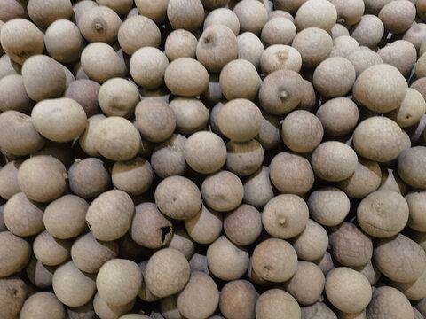 大量饱满的桂圆果实