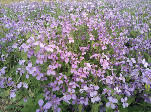 二月兰花海
