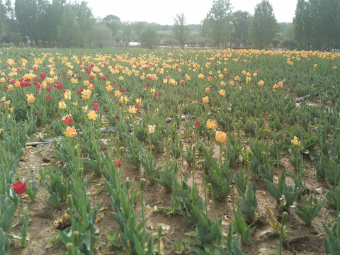 郁金香花海