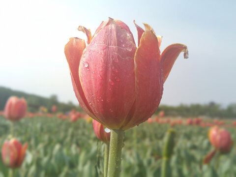 郁金香