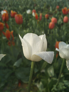 郁金香花海