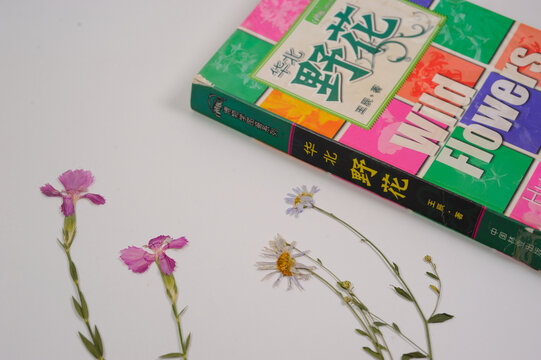 石竹花