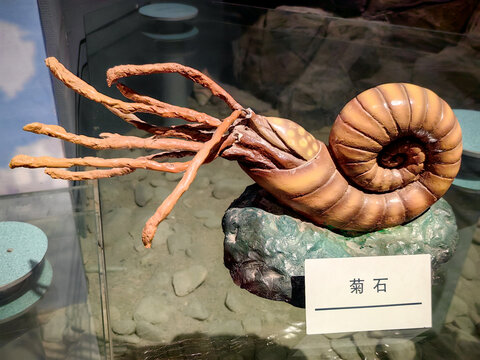 菊石