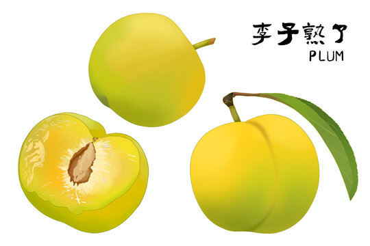 手绘李子插画