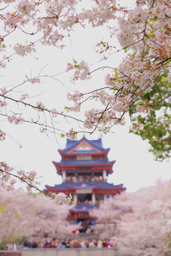 樱花掩映下的古典楼阁