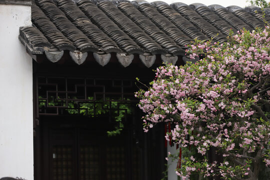 中式屋檐下的烂漫花枝