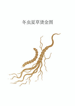 冬虫夏草烫金图