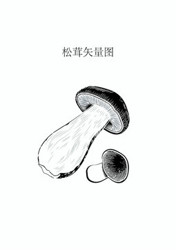 松茸矢量图