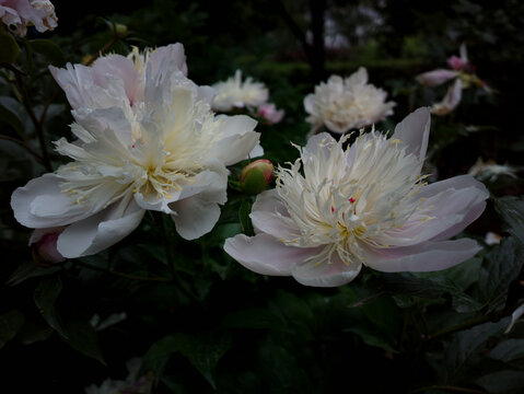 芍药