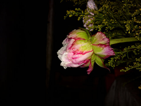 花蕾