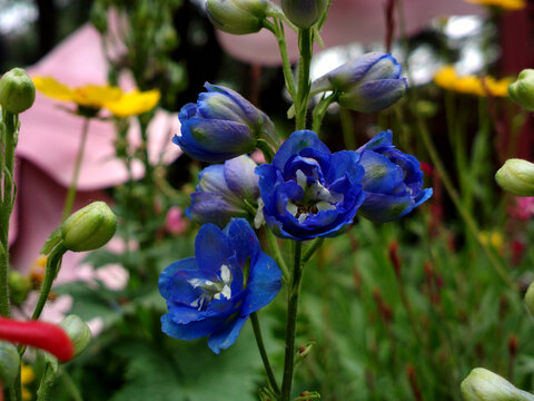 翠雀花