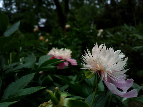 芍药