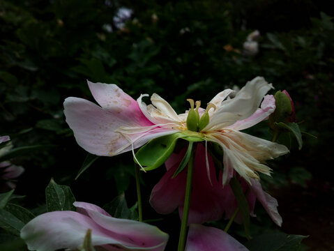 芍药